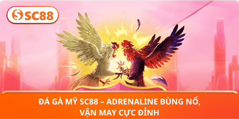 Đá Gà Mỹ SC88 – Trận Chiến Kịch Tính, Thưởng Ngập Tay