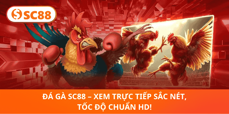Đá Gà SC88 – Xem Trực Tiếp Sắc Nét, Tốc Độ Chuẩn HD!
