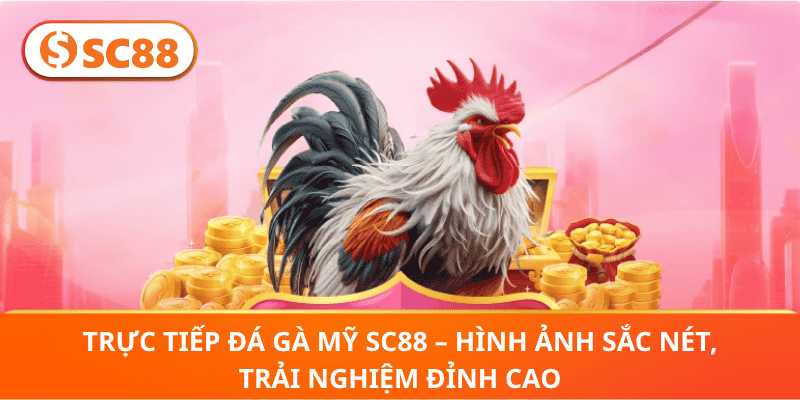 Trực Tiếp đá gà Mỹ SC88 – Hình Ảnh Sắc Nét, Trải Nghiệm Đỉnh Cao